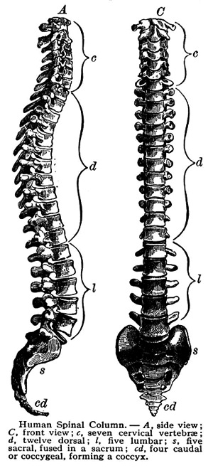 spinal disease