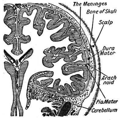 cns infection