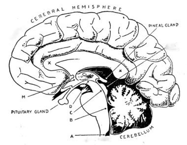 pineal